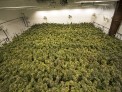 Medical Marijuana Manufacturer